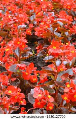 Red flowers in the garden, with blurry background