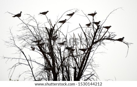 Tree of peace. flock of pigeons on a dormant tree