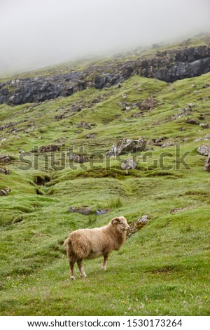 Sheep on Faroe islands cliffs. Green scenic landscape with animal