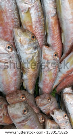 fish lined up in fish stall for sale.