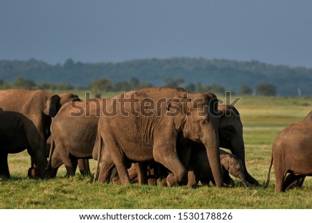 A herd of elephants along with young, Kaudulla National Park, Sri Lanka