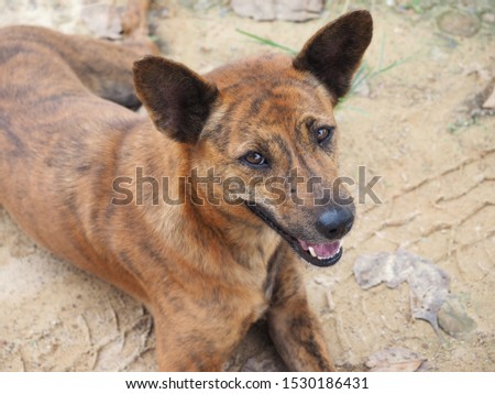 brown and black dog on sand with curious face closeup