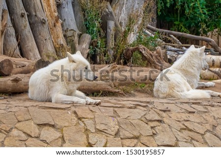 Arctic Wolf or Polar White Wolf, is a subspecies of the Gray Wolf. The duo of the wolves in the zoo.