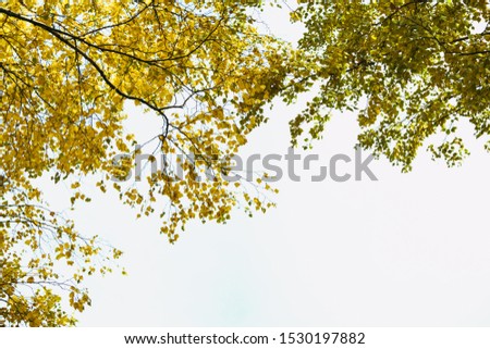 Autumn has come, autumn is here. Yellow, crimson and colorful leaves on the branches of trees and shrubs. Bright, unusual colors of the leaves against the sky. Day, overcast, windy.