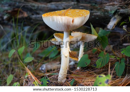 Amanita pantherina mushrooms growing on forest ground during the autumn season.
