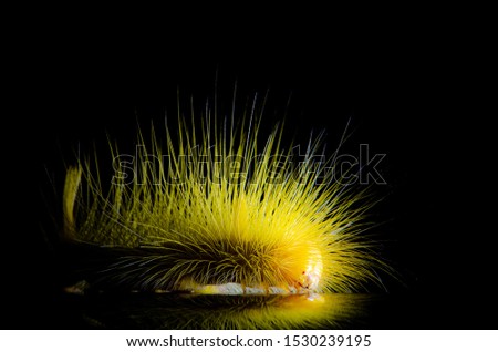 Caterpillar, The worm-shaped worm with yellow hairs on black background, animal insects,Macro view, select focus.