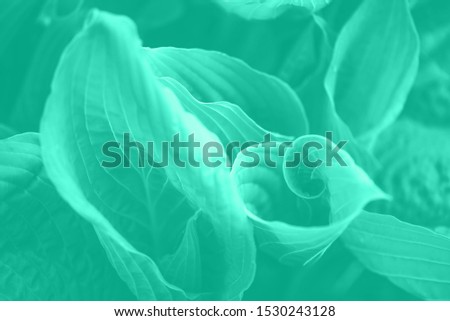 Nature concept. Top view. Green leaves texture. Tropical leaf background in mint color. Biscay Green color of the year 2020