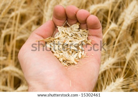 corn in the hand over new harvest