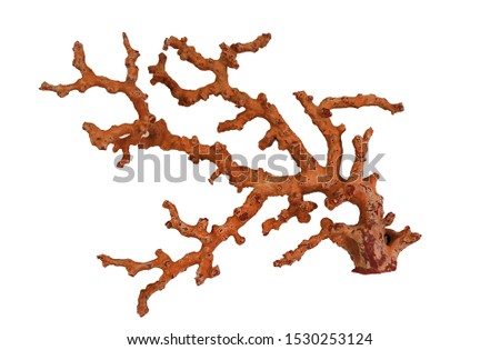 Red coral on white background
