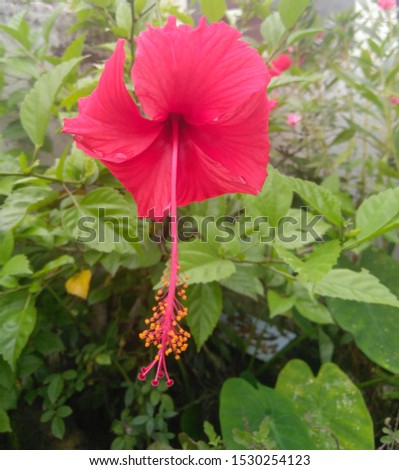 Closeup of petals and pollens of Red hibiscus flower blooming isolated from green leaves plant growing in the garden background, nature photography