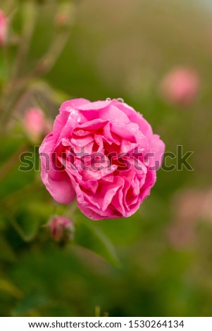 Pink and red roses on fresh green leaf background and bokeh blure with shallow depth of field. Soft focus