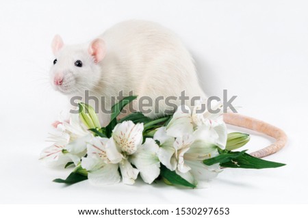 Elegant rat light color with dark eyes posing with a bouquet of white lilies on a white background. Chinese New Year symbol