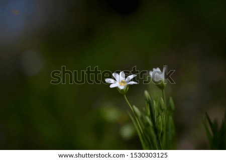 Small white wildflower nature photography
