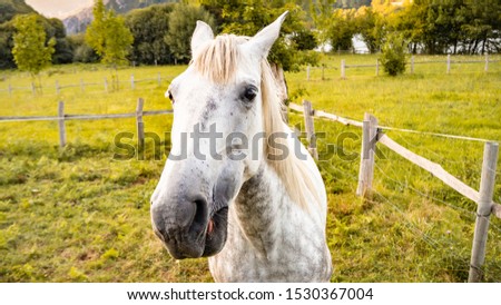Beautiful white horse close up. Amazing portrait of a white wild horse. Rural concept. 
