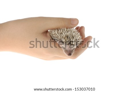african pygmy hedgehog sleeping in hand