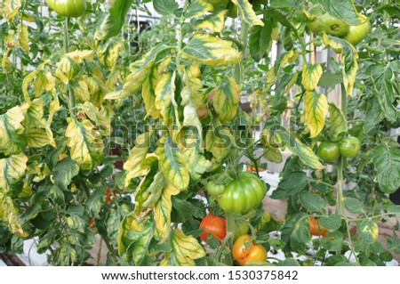 Tomato plants with signs of lack of microelements Royalty-Free Stock Photo #1530375842