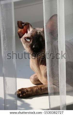 sphinx cat sitting on a window sill