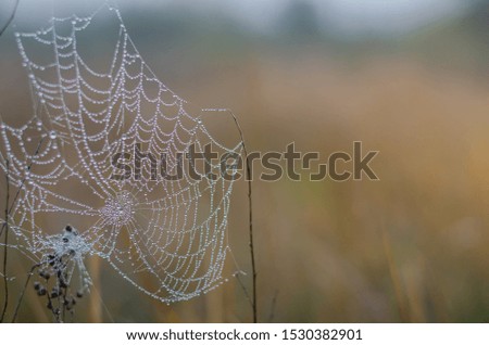 Garlands of drops of autumn dew on the threads of a web. Silk threads of a spider web on the left. Right space for text. Eye level shooting. Close-up. Selective focus.