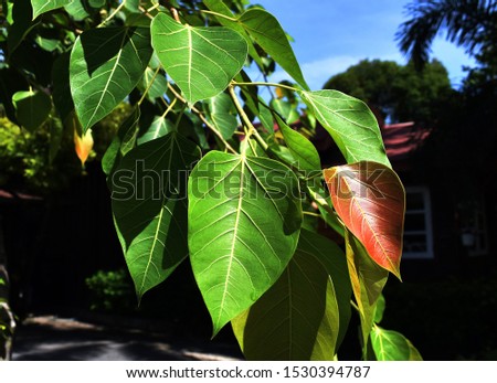 The green leaves of sacred fig tree were arranged in the beautiful patterns.