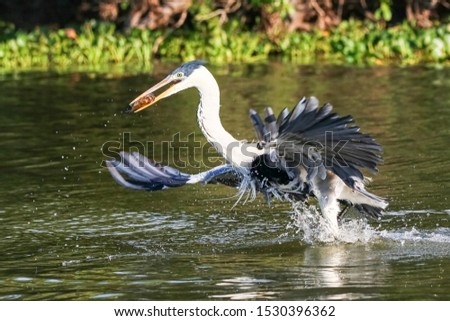 Cocoi heron catching a Pirhana in flight over a river, Pantanal Wetlands, Mato Grosso, Brazil