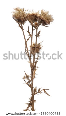 Dry prickly flowers, barbed plant isolated on white background, with clipping path