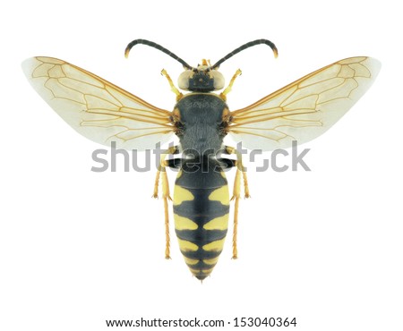 Wasp Stizus fasciatus (male) on a white background
