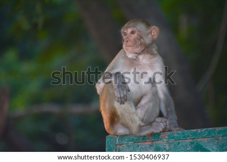 beautiful picture of sitting monkey