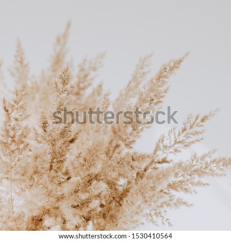 Beige reeds agains white wall. Beautiful background with neutral colors. Minimal, stylish, trend concept. Parisian vibes.  Royalty-Free Stock Photo #1530410564