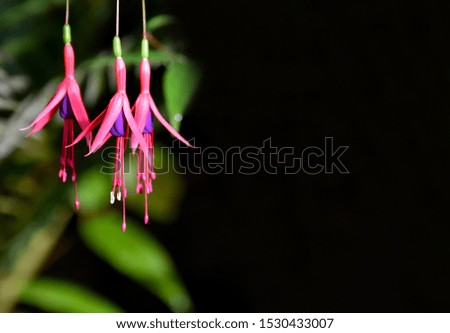 Pink Fuchsia flowers on a black background stock images. Summer floral background. Beautiful pink Fuchsia flower stock images. Ornamental balcony flower