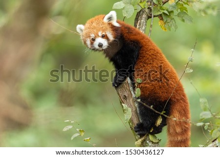 Red panda eating on the tree