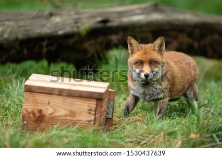 Red fox in the forest during the autumn