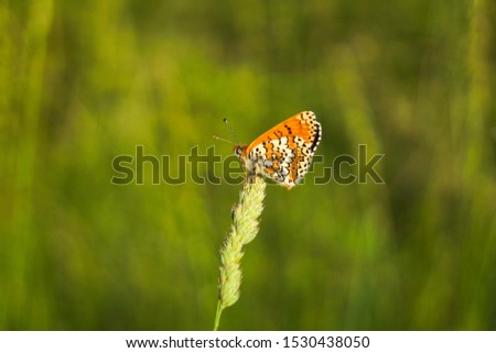Butterfly in black, cream and orange color