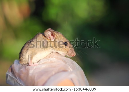 Rattus rattus or House brown rat , tropical single animal in Thailand