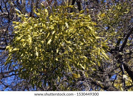 Parasitic european mistletoe or common mistletoe (Viscum album) on a tree branch in the fall