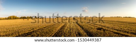 Haystacks on the field in autumn sunny day with clouhy sky. Rural landscape. Golden harvest of wheat in evening. Panorama. Royalty-Free Stock Photo #1530449387