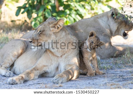 Lions in delta Okavango, Botswana. Mum and its baby, cub.