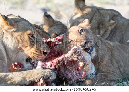 Lions in delta Okavango, Botswana. After hunt. Lion´s prey