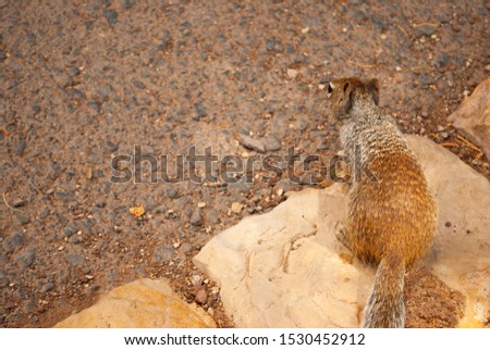 A squirrel in Grand Canyon National Park, Arizona, USA 