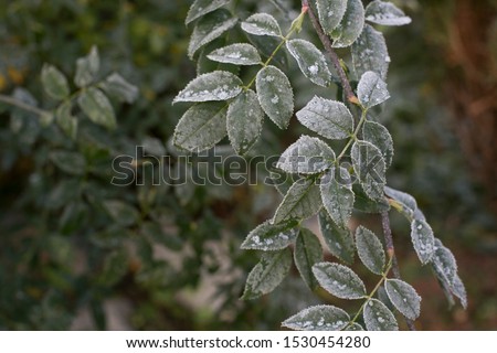 First snow on green leaves of dog-rose. Close-up picture in frosty garden. Late autumn, winter is coming 
