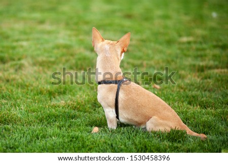 beautiful dog close up rear view. Chihuahua dog on a walk in autumn park. A lonely dog ​​sits in a public park, waiting for return of its owners. concept of pets. Walk with dog. Doggy sitting in grass