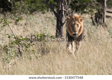 lion in Delta Okavango, Botswana.
