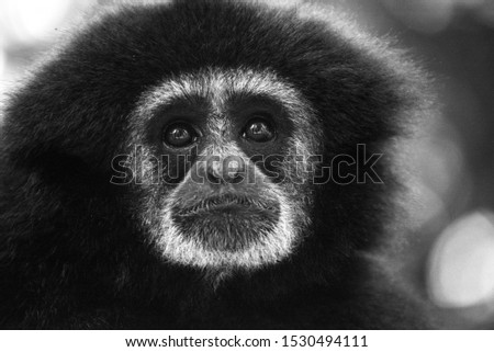 faces of white-handed Gibbon (Lar) wild life in the forest in Blackened white pictures