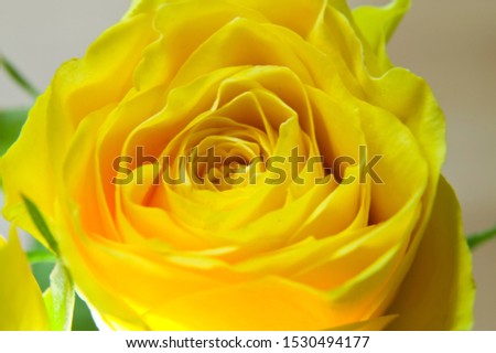 This flower is Rose.
A close-up image of a rose flower.

