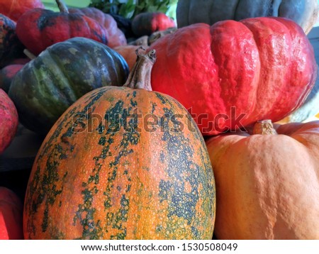 Different varieties of squashes and pumpkins on the eco market. Close-up picture of colorful vegetables.. Side view. Halloween or Thanksgiving horizontal backdrop.