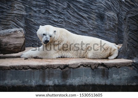Beautiful white polar bear. Portrait