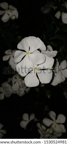 Close up of Beautiful white flower in night scene
