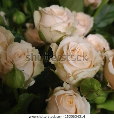 Macro photo bouquet of roses. Stock photo blooming coral rose flowers