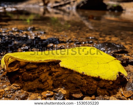 yellow autumn leaf on soft focus wet ground