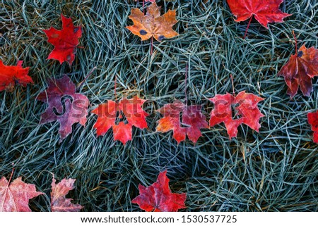 word sale of letters carved on colorful red bright maple leaves lies on the green grass covered with the first frost autumn morning