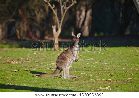 A kangaroo taken at Mundaring Weir, Western Australia